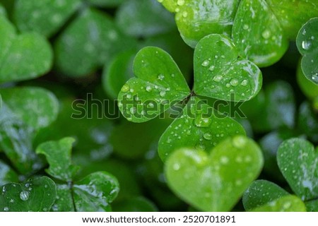 Similar – Image, Stock Photo Shamrock after the summer rain