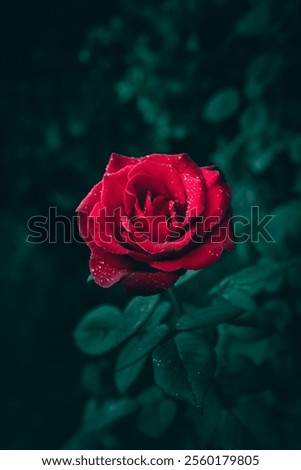 Similar – Image, Stock Photo A bright red garden shed