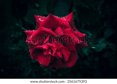 Similar – Image, Stock Photo A bright red garden shed