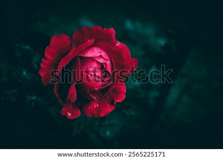 Similar – Image, Stock Photo A bright red garden shed