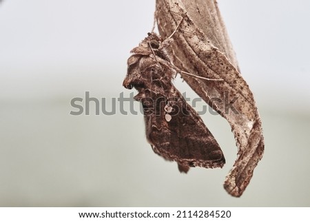 Nocturnal moth (Trichoplusia ni) perched on a branch after leaving its pupa, before flying. Stok fotoğraf © 