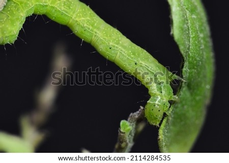 Small green caterpillar called False Looper (Trichoplusia ni) moving on a branch to feed on the leaves. Stok fotoğraf © 
