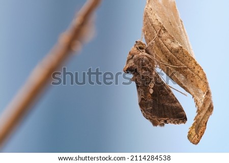 Nocturnal moth (Trichoplusia ni) perched on a branch after leaving its pupa, before flying. Stok fotoğraf © 