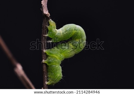 Small green caterpillar called False Looper (Trichoplusia ni) moving on a branch to feed on the leaves. Stok fotoğraf © 
