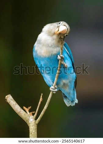 Image, Stock Photo Beautiful lovebird on a branch