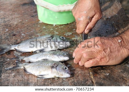 Fisherman gutting fish Small island of Lobos near Fuerteventura  Canary islands Spain