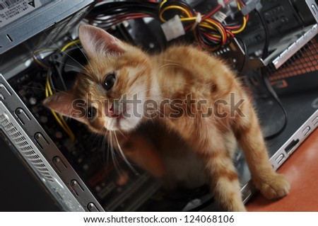 young red kitten against open computer inside