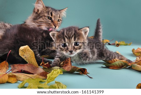 Autumn group portrait of cats in fallen dry leaves . Studio shot.