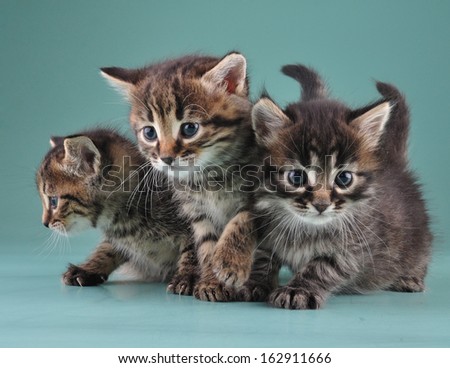 Group of little kittens together . Studio shot.
