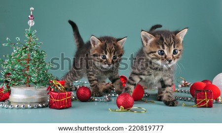 Christmas group portrait of little kittens with holiday decorations