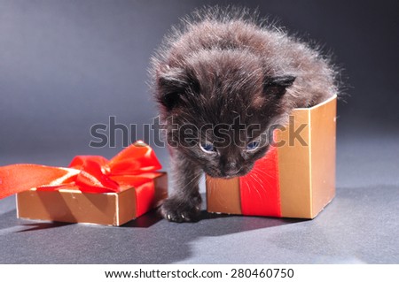 Small black and white kitten with white fluffy whiskers just getting out of present box. Isolated on dark background. Studio shot.