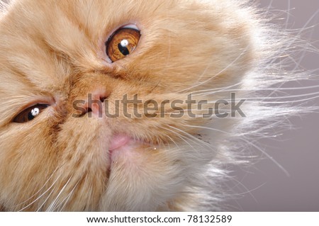 close-up portrait of a funny red Persian breed cat