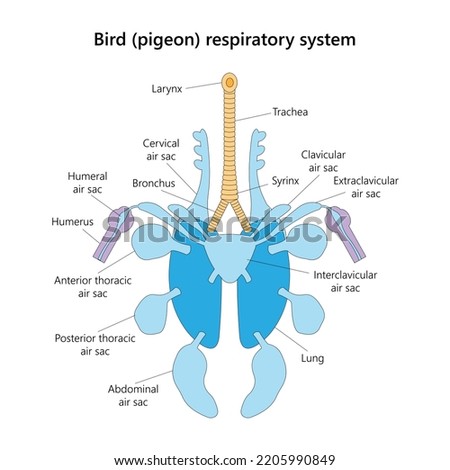 Bird (pigeon) respiratory system in ventral view. Vector illustration.