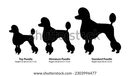 Three breeds of poodle: Toy Poodle, Miniature Poodle and Standard Poodle.