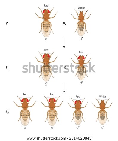 X-linked inheritance. Сross between Red-eyed female Fruit Fly (Drosophila melanogaster) and White-eyed male.