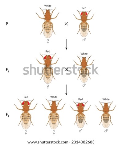 X-linked inheritance. Сross between White-eyed female Fruit Fly (Drosophila melanogaster) and Red-eyed male.