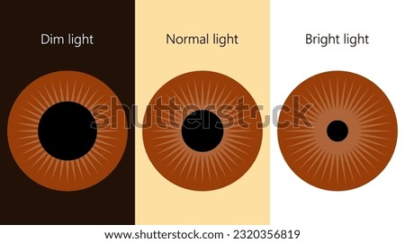Human eye. The pupil size in different lighting.