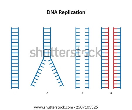 DNA replication: 1. Parental DNA. 2. Breakage of hydrogen bonds between strands. 3. Two separated strands. 4. Two daughter DNA.