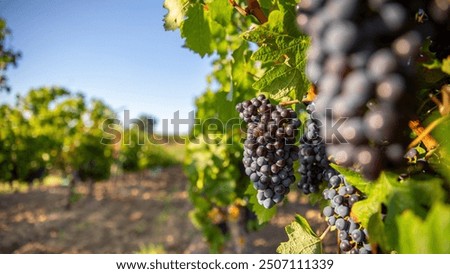 Similar – Image, Stock Photo Landscape in Burgundy