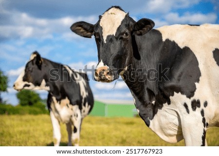 Similar – Image, Stock Photo Herd of cows on countryside farm