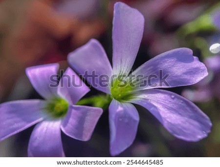 Similar – Foto Bild zwei Glockenblumenblüten, filigran und zart