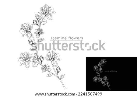 monoline vector illustration jasmine flower sketch negative space.