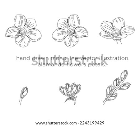 hand drawn mono line vector illustration.
alamanda flowers petals.