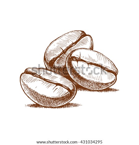 painted coffee beans, sketch, vector drawing, perfect ingredient, choice grain