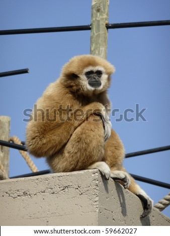 Blonde Black-Faced Monkey sitting on concrete roof with blue sky and bars background.