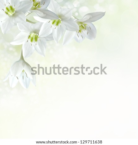 Beautiful Lily Flowers Border Stock Photo 129711638 : Shutterstock