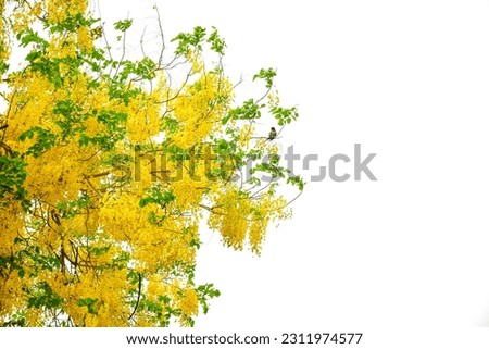 Image, Stock Photo yellow star flowers of golden lily against dark background