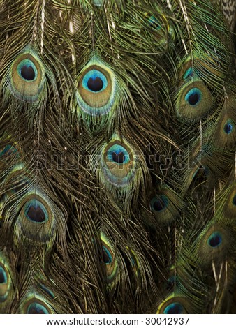 Several peacock feathers all over the picture
