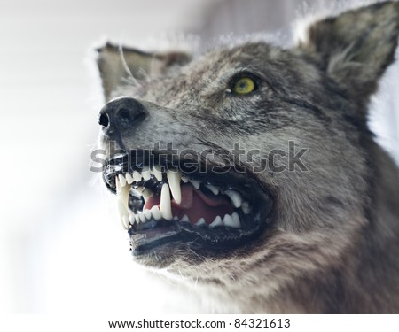 Close up of an angry wolf