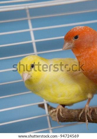 Two Pet Birds in a Cage