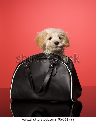 Sweet dog in a bag on red background