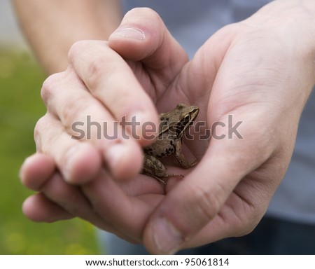 Frog trapped in human hands