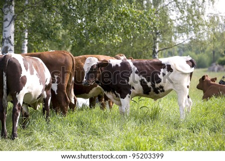 Tranquil Scene with Domestic cows
