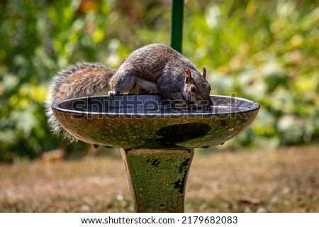 Similar – Foto Bild Eichhörnchen im Sonnenschein