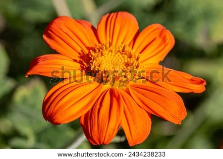 Image, Stock Photo Inflorescence of a zinnia; hybrid with white ray florets