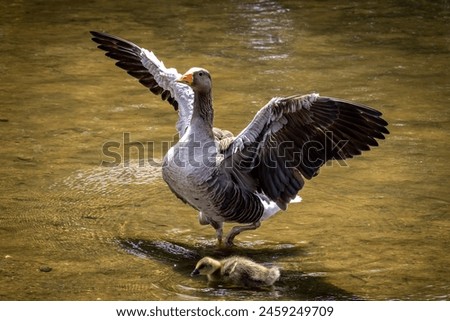 Similar – Image, Stock Photo A greylag goose at a lake in the Odenwald