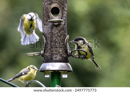 Similar – Foto Bild great tit on a branch in the forest