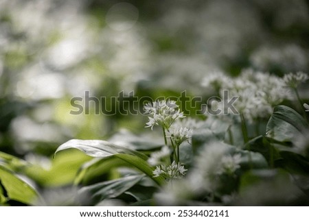 Similar – Foto Bild Bärlauch blüht im Schatten