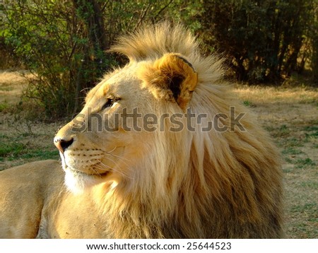 Lion having a bad hair day