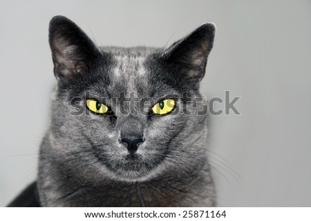 Burmese house cat with brilliant eyes caught with a poker face