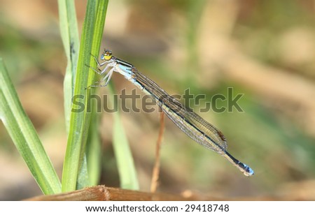 Bright blue thin dragon fly hanging on to a blade of grass