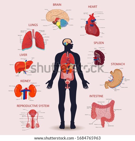 Female Body Diagram Organs / Human Body Diagram Female Back Human ...