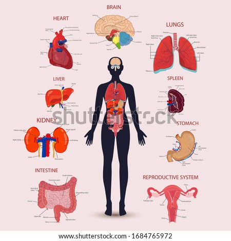 Human internal organs icons set. Human anatomy concept. Vector illustration