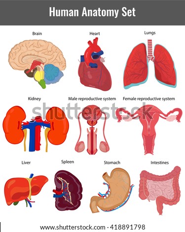 Human Anatomy Set. Human Organs Detailed Vector Illustration ...