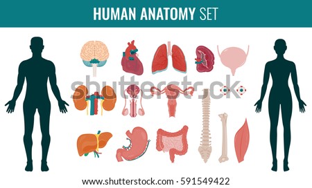 Female Human Anatomy Internal Organs : Zooming Female Human Body
