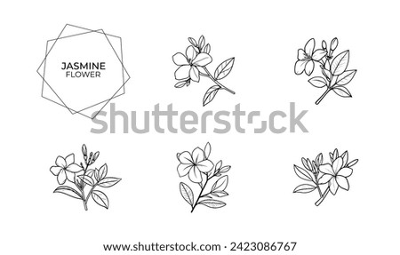 jasmine flower illustration and icon - flat design